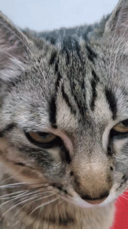 Tabby cat documented in domestic setting in Curitiba, Brazil