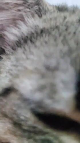 Tabby cat documented in domestic setting in Curitiba, Brazil