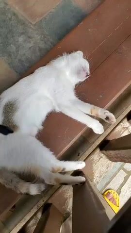 A white cat with patches of brown and orange is sleeping on a wooden bench. The cat is lying on its side with its eyes closed and its paws tucked in. The bench appears to be outdoors, possibly on a porch or patio, as indicated by the tiled floor visible in the background and a glimpse of a yellow sandal. The lighting suggests it could be daytime. There is no visible text in the media.