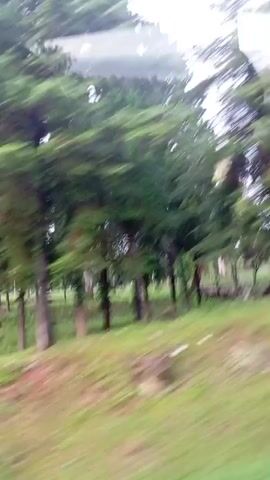 The video shows a blurry, motion-blurred view of tall evergreen trees from the perspective of someone moving past them, likely in a vehicle. The trees are dense and green, with some visible branches. The ground appears to be covered in grass, and there are some rocks or a low stone wall visible in the background. The sky is overcast and bright. The motion blur suggests rapid movement. There are no discernible people or specific actions taking place.