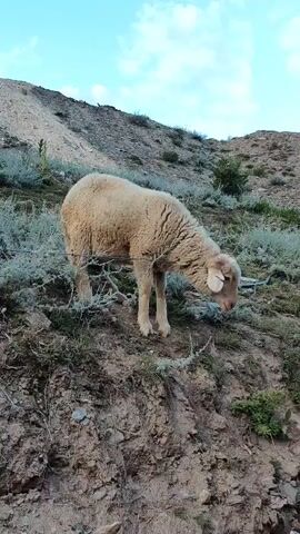 A sheep stands on a dirt slope with sparse vegetation. It lowers its head as if to eat or investigate the ground. The sheep then moves across the frame, its movement captured in a series of still shots. The background shows a hillside and a blue sky. A rusty metal structure appears in the final frame.