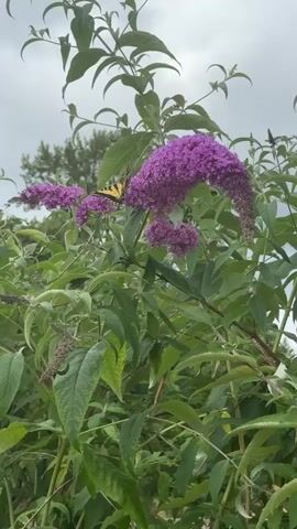 The video captures a close-up view of a vibrant purple butterfly bush in bloom, with a yellow and black striped butterfly perched on one of its flower clusters. The butterfly is captured mid-action, its wings slightly open as it rests on the purple petals. Lush green leaves surround the flowers, creating a dense foliage. The background is a soft blur of greenery and a cloudy, overcast sky, suggesting an outdoor setting, possibly a garden. The camera is positioned at an eye-level perspective, focusing on the butterfly and the intricate details of the flower. The overall mood is serene and natural, highlighting the delicate beauty of the butterfly and its interaction with the flora.