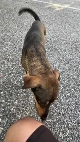 A brown and black dog walks towards the camera on an asphalt surface. The dog's ears are pointed down and its tongue is slightly out. In the background, there are some trees and a few structures.