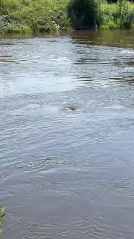 The video shows a wide, murky river with a green, grassy bank and trees in the background under a bright sky. The water is flowing and choppy. In the center of the frame, a dark, circular object is visible just breaking the surface of the water, surrounded by ripples. Another smaller, lighter-colored object is visible lower down in the water, also surrounded by ripples. The scene suggests the presence of wildlife in the river.
