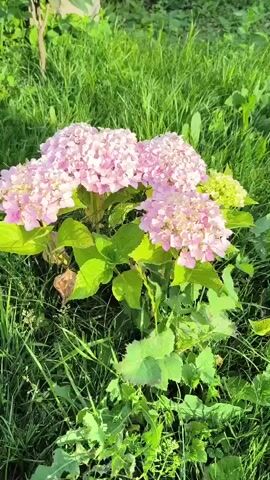 A close-up shot focuses on a cluster of light pink hydrangeas blooming in lush green grass. The flowers are plump and full, with many small petals making up each large bloom. The leaves of the hydrangea plant are large and green, some showing signs of slight wilting or discoloration. Surrounding the plant is a dense field of grass, also a vibrant green, suggesting a sunny outdoor environment. The lighting appears to be natural daylight, casting soft shadows and highlighting the textures of the flowers and foliage. There are no people or animals visible in the frame. The camera is static, capturing a still image of the garden scene.