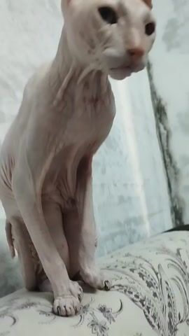 This is a close-up video of a Sphynx cat. The cat is sitting down and looking directly at the camera. The cat has pink skin and large ears. The background is blurry and appears to be a wall. The video is filmed in a well-lit room.