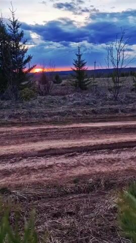 The video shows a dirt road in a rural area at sunset. The road has multiple tire tracks. On either side of the road is overgrown vegetation with some small trees. In the distance, the setting sun creates a bright orange and yellow glow on the horizon beneath a sky of blue and purple clouds. Overhead electrical wires are visible. The camera remains still throughout the video. There are sounds of dogs barking.