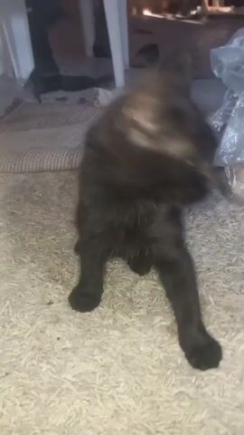 The video begins with a close-up shot of a black kitten sitting on a beige carpet. The kitten is grooming itself, licking its paw. The background is blurred but appears to be an indoor setting with furniture and possibly other objects. As the video progresses, the kitten shifts its position and looks towards the camera, its eyes glowing yellow. The camera angle changes slightly, providing a different perspective of the kitten's face and body. The kitten then turns its head away from the camera, and the video ends.