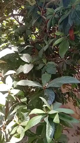 The video shows a close-up of a tree with large, green leaves. The sunlight filters through the leaves, creating dappled patterns. Some of the leaves appear to be older and slightly browned, while others are fresh and vibrant green. The overall impression is one of lush vegetation and natural light. The focus is entirely on the foliage of the tree, with no other elements visible in the frame.
