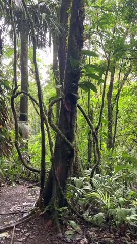 The video shows a view of a tropical rainforest. The camera pans upwards through a dense canopy of trees and vines. The ground is covered with fallen leaves and a narrow path is visible on the left. The overall impression is one of lush, verdant vegetation and a humid environment.