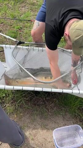 The scene shows two people examining a large, light-colored fish that’s in a metal net. The net is resting on a white frame on the grassy ground near a body of water. The first person is a man wearing a black t-shirt, blue shorts, and a green cap. He is bent over, using his hands to maneuver the fish within the net. The second person, partially visible, is a woman with long dark hair, wearing a black top and grey pants. The woman is observing the man’s actions and partially facing the camera. There is a fishing rod visible on the ground and a small, clear plastic container with a blue lid nearby. The surrounding environment includes green grass, trees, and possibly a riverbank or lakeside. The man is trying to remove a hook from the fish’s mouth.