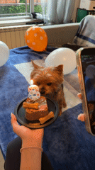 Yorkshire Terrier celebrates birthday party at Sofia home