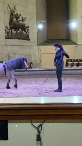 Here's a description of the video:

The video shows a woman and a horse in an indoor riding arena. The woman, dressed in a dark long-sleeved shirt and dark pants, stands facing a light-colored horse with a long dark mane. The horse is wearing a bridle and a harness. The woman holds a rope connected to the horse's bridle, and a riding crop is near her feet.

The arena has a sand floor and a wooden barrier around the edge. The walls are tall and beige. On one wall, there is a carving of a deer.  Several gold-colored barrels are lined up in the background near the back wall of the arena.

The woman is speaking to the horse and gently tugging on the rope, guiding the horse to move slowly. The overall lighting is bright but with a cool, purplish hue.