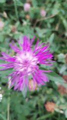 Wildflowers and visiting insects, close up in Kraków