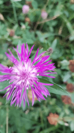 Wildflowers and visiting insects, close up in Kraków