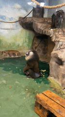 Mandrills observed in zoo enclosure, Yekaterinburg