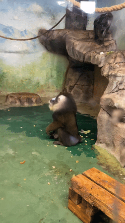Mandrills observed in zoo enclosure, Yekaterinburg
