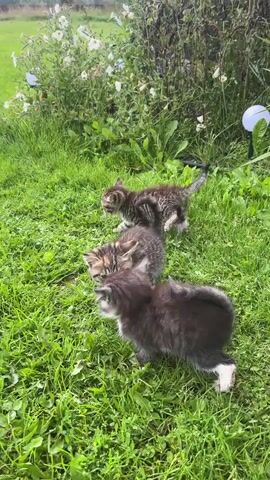 The video shows three kittens in a grassy area. One tabby kitten is in the background, facing left. Two other kittens are in the foreground. One is a dark-colored kitten with white markings on its face and chest, facing the camera. The other is a tabby kitten with its back to the camera, facing left. The kittens are on green grass with some plants and flowers in the background. The lighting suggests it is daytime.