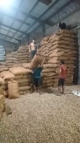 The video shows a dimly lit warehouse filled with large sacks, likely containing agricultural products. Several men are present, engaged in work. In the foreground, a man is carrying a large sack over his shoulder. To his right, another man stands watching. In the background, two more men are visible, one standing on top of a stack of sacks and another near the top of a different stack. The floor is covered in small, loose material, possibly spilled product or debris. The warehouse appears to be constructed with a corrugated metal roof and walls. The lighting is primarily from overhead fixtures, casting shadows and highlighting dust particles in the air. The overall scene suggests a busy, possibly manual labor-intensive, environment.
