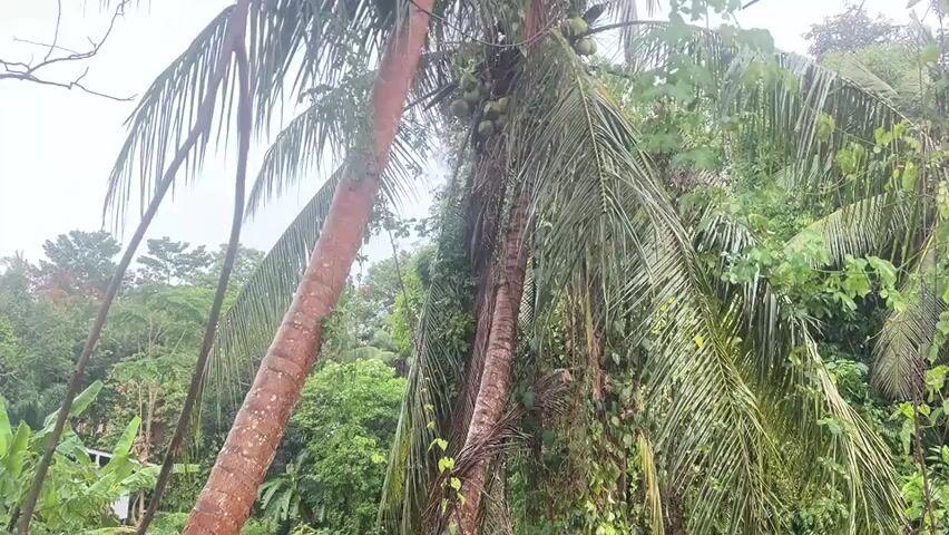 The camera looks up through the canopy of a tropical forest. Several tall coconut palms, one leaning at a slight angle, dominate the frame. Bunches of green coconuts are visible near the tops of the trees. Other greenery fills the background, with hints of buildings or structures seen through the trees in the distance. The sky is overcast and the overall impression is one of a humid, tropical environment.