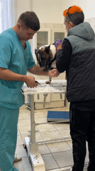 Routine veterinary nail trimming procedure observed in Chaikovsky, Russia