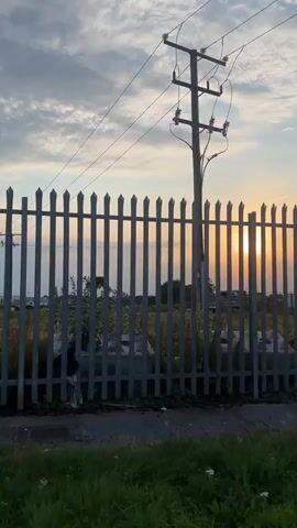 The video shows a sunset behind a fence. The fence is made of vertical metal bars with pointed tops. Through the fence, trees and some structures can be seen. The sky is cloudy with patches of blue. The sun is low in the sky and appears as a bright orb behind the trees and fence. The foreground shows grass and a road. There are no people visible in the video.