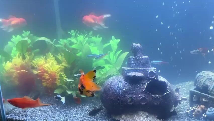 The video shows an aquarium with several fish and decorations. There is a miniature submarine in the center of the tank, and a treasure chest to the right. Green and yellow artificial plants are on the left side. Several goldfish, neon tetras, and guppies are swimming in the tank. Bubbles are rising from the bottom of the tank, indicating aeration. The water appears slightly cloudy.