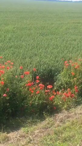 The video begins with a close-up view of a field of red poppies swaying gently in a green grassy field. The camera then pans to the right, revealing a dirt path with dry grass. Next, the camera transitions to a wider shot of a paved road with a clear blue sky above. A black SUV is seen driving on the road. A utility pole with a cloud in the background stands near the road. The video ends with a view of the black SUV, its license plate partially visible.