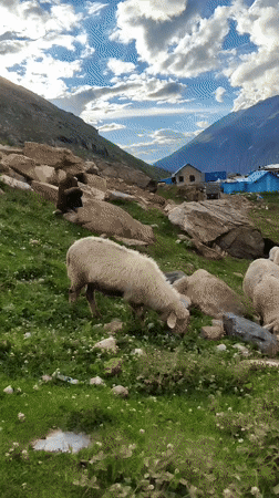 Sheep and goats grazing on rocky Himalayan hillsides near Gramphu