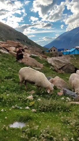 The video pans across a pastoral scene. In the foreground, a flock of sheep grazes on a green, grassy hillside dotted with rocks. Some of the sheep are white, while others appear to be a lighter brown. In the midground, a solitary figure, dressed in dark clothing, is seated on a large rock, facing away from the camera. Further back, several small, simple buildings with blue roofs are visible. Behind the buildings and the grazing sheep, majestic, rocky mountains rise, their peaks partially obscured by dramatic, cloud-filled skies. The sun appears to be low in the sky, casting a soft light on the landscape.