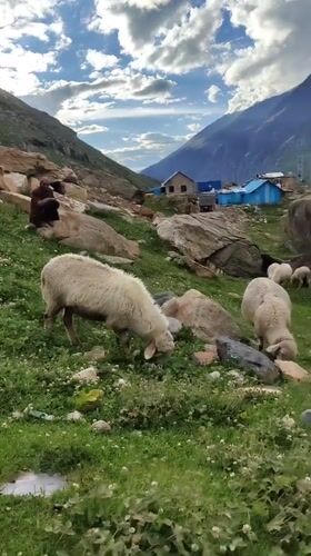 Sheep and goats grazing on rocky Himalayan hillsides near Gramphu