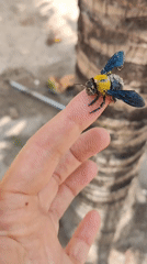 Person holds sand-covered carpenter bee in outdoor sandy area