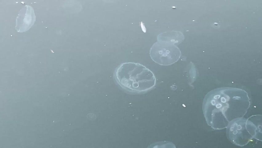 The video shows a grouping of small, translucent jellyfish floating in dark water. The jellyfish are varying in size and scattered across the frame. A small, white object, possibly a piece of debris, is also visible near the upper center of the frame. The background is out of focus, and the overall lighting is somewhat dim.