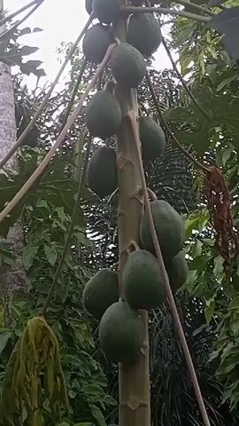 The video shows a papaya tree laden with unripe green papayas. The tree is tall and slender, with large leaves and branches extending outwards. Several bunches of papayas are visible, hanging from the trunk and branches at various heights. The papayas are round and green, indicating they are not yet ripe. The background consists of lush green foliage, suggesting a tropical or subtropical environment. The lighting is bright, indicating it is daytime. There are no people or animals visible in the video.