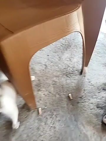 A short video shows a white cat rubbing against the leg of a brown table, likely to scratch its back. A person sits at the table, wearing black pants and black shoes with white stripes. Another person's bare foot is visible in the corner of the frame. The floor is covered with gray carpet. A couple of cigarette butts are scattered on the floor. Background music is playing.