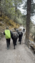 Morning trek activity observed in Nepal's Khumjung village