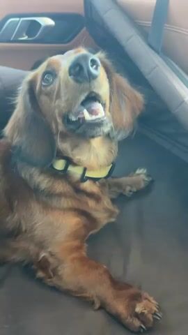 Here's a brief description of the video:

A small, brown, long-haired dachshund wearing a yellow collar is inside a car. The dog is lying down on a brown surface, possibly a seat. It looks up and pants with its mouth open, revealing its teeth. A hand briefly comes into the frame and pats the dog's head. The dog then looks down again. The interior of the car is visible in the background, including parts of the seat and the car's trim.