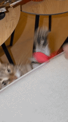 Cat plays with toy mouse on sofa in Milan