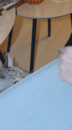 Cat plays with toy mouse on sofa in Milan