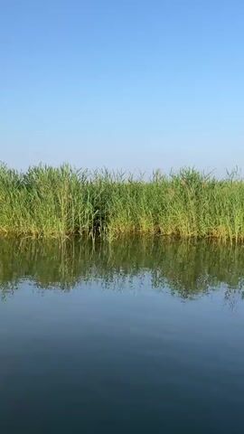 A video taken from the perspective of someone on a body of water, likely a boat or canoe, looking towards a shoreline covered in tall green reeds. The water is dark and reflects the reeds and the clear blue sky. The sun appears to be low in the sky, casting a gentle light. The reeds are dense and uniform, with some subtle variations in color and height. The scene is tranquil and natural, evoking a sense of peace and quiet.