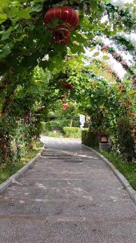 The video shows a stone pathway leading through a lush green archway decorated with flowers and red lanterns. The pathway is lined with grass on either side. Sunlight filters through the leaves, creating dappled shadows on the path. In the distance, more greenery and a white sign are visible. The overall scene is peaceful and inviting, suggesting a garden or park setting.