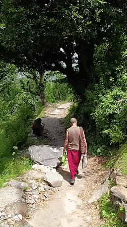 Mountain trek through Manali and Vashisht's forest paths and scenic roads