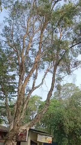 The video shows a vertical pan of trees and sky. The trees are tall with bare branches and some green leaves. In the lower part of the video, a building with signs and some motorcycles are visible. The sky is clear and blue. The scene appears to be outdoors in a tropical or subtropical region, possibly a roadside market or park.