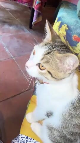 The video opens with a close-up of a tabby and white cat with amber eyes, resting on a colorful fabric. The camera then pans to a table laden with food. There are plates of raw beef with onions and herbs, shredded vegetables, and blocks of white food, possibly tofu or daikon radish. A small bowl contains a yellow sauce. A person's hand is visible using tongs to place some of the beef mixture onto a cooking surface, possibly a grill or a hot plate. The environment appears to be an indoor dining area with tiled flooring and a vibrant, patterned tablecloth.