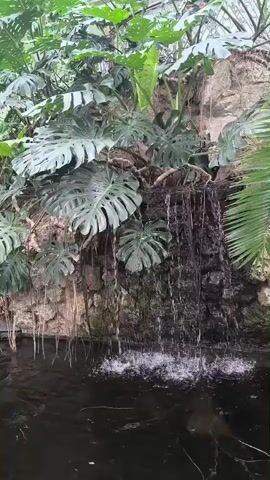 A close-up video captures a small, cascading waterfall surrounded by lush, tropical foliage and rocks. The water flows down a moss-covered rock face into a dark pool below, creating gentle ripples on the surface. Large, perforated leaves of a Monstera plant hang prominently on the left, while a feathery palm frond is visible on the right. The overall impression is one of a serene and humid greenhouse or botanical garden environment. There are no people or animals visible in the frame. The video appears to be captured from a stationary viewpoint, with slight camera movement suggesting it was taken from a handheld device.