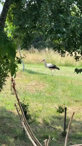 A white stork with black wing feathers stands in a grassy field under the shade of a large tree. The stork's beak is open, and it appears to be calling out. The field is mostly green grass with some dry, yellowed patches, and in the background, there is a line of trees and tall grass. The scene is bathed in bright sunlight, suggesting it is daytime, possibly late morning or afternoon, with clear weather. The image evokes a sense of nature and wildlife. The location is identified as Lozno, Bulgaria.