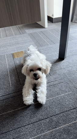 Fluffy white Maltese chilling on a patterned carpet in Beijing