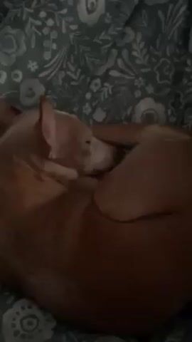 The video shows a light brown dog curled up on a bed, its head nestled near its tail. The dog is lying on a bed covered with a teal and white floral pattern. The room appears to be dimly lit. The dog is mostly still, appearing to be asleep or resting.