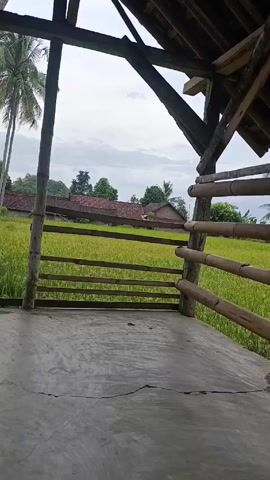 The video is taken from inside a bamboo structure with a tiled roof, overlooking a lush green rice field. In the distance, there are several houses and palm trees, under a cloudy sky. The camera is static, providing a clear view of the rural landscape.