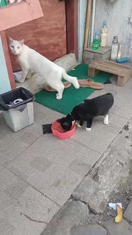 A white cat with yellow eyes stands near a wooden door on the left side of the frame. Its tail is outstretched, and its body is angled towards the viewer. In front of the cat, a black puppy with white paws is eating from a red heart-shaped bowl on the ground. The puppy's head is down in the bowl, and its body is partially obscured by the bowl. To the left of the cat, a gray trash can is visible. The ground is tiled, and to the right, there is a wooden stool, a pair of slippers, and some bottles. The scene appears to be outdoors.